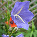Glockenblume (Campanula persicifolia)