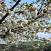 Cherry-tree in the afternoon