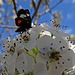 249 Grapevine Epimenis Moth on Bradford Pear blossom