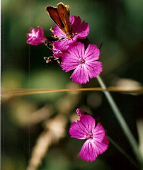 Dianthus carthusianorum