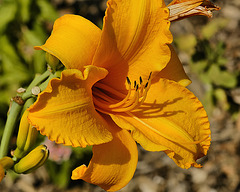 Orange Lily – National Arboretum, Washington DC