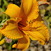 Orange Lily – National Arboretum, Washington DC