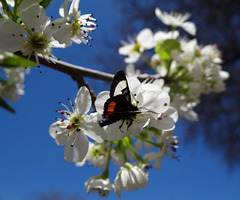 251 Grapevine Epimenis Moth on Bradford Pear blossom