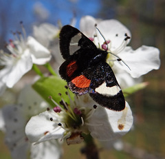 Grapevine Epimenis Moth on Bradford Pear blossom