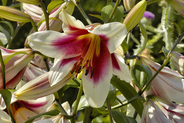 Summer Lilies – National Arboretum, Washington DC
