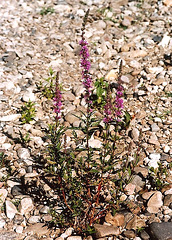 Salicaire- Lythrum salicaria