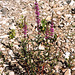 Salicaire- Lythrum salicaria