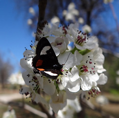 253 Grapevine Epimenis Moth on Bradford Pear blossom