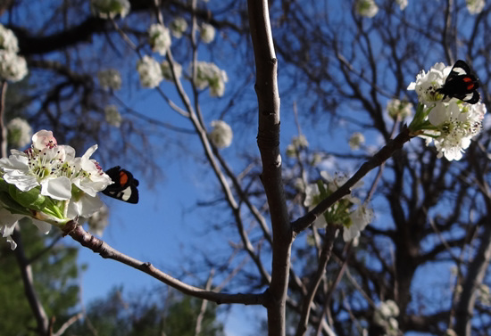 254 Grapevine Epimenis Moth on Bradford Pear blossom