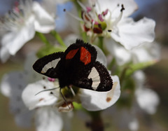 255 Grapevine Epimenis Moth on Bradford Pear blossom