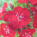 rote Bartnelke (Dianthus barbatus)