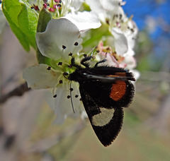 260 Grapevine Epimenis Moth on Bradford Pear blossom