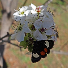 261 Grapevine Epimenis Moth on Bradford Pear blossom
