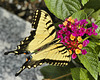 Eastern Tiger Swallowtail – National Arboretum, Washington DC