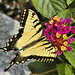 Eastern Tiger Swallowtail – National Arboretum, Washington DC