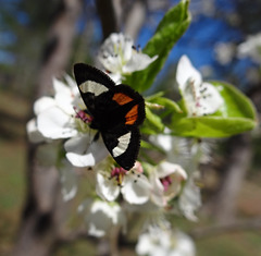 262 Grapevine Epimenis Moth on Bradford Pear blossom
