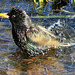 Jacuzzi starling