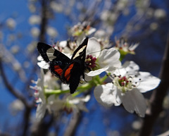 263 Grapevine Epimenis Moth on Bradford Pear blossom