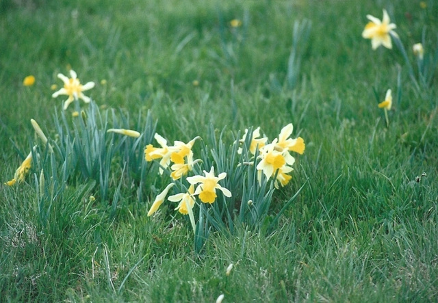 Jonquilles- Narcissus pseudonarcissus ssp nobilis