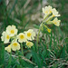 Primevère élevée- Primula elatior