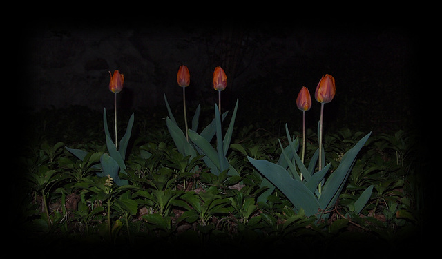 Tulips At Night