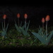 Tulips At Night