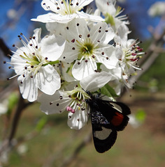265 Grapevine Epimenis Moth on Bradford Pear blossom