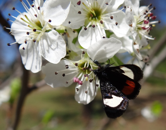 266 Grapevine Epimenis Moth on Bradford Pear blossom