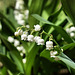 Muguet. lily of the valley