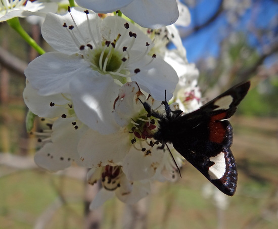 268 Grapevine Epimenis Moth on Bradford Pear blossom