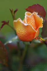 The orange rose