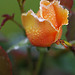 The orange rose