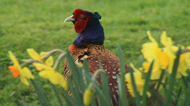 Pheasant in springtime