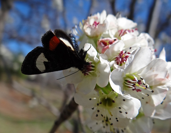 270 Grapevine Epimenis Moth on Bradford Pear blossom
