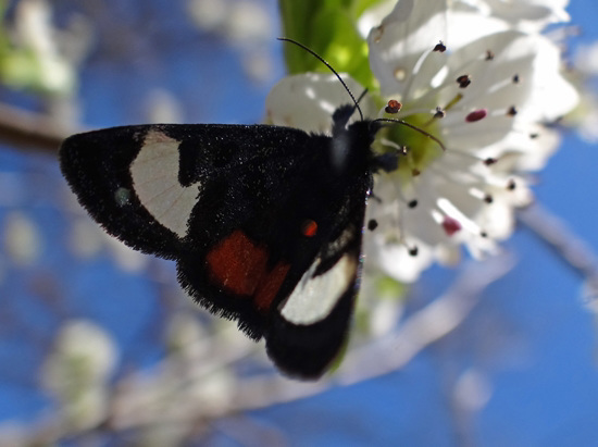 271 Grapevine Epimenis Moth on Bradford Pear blossom