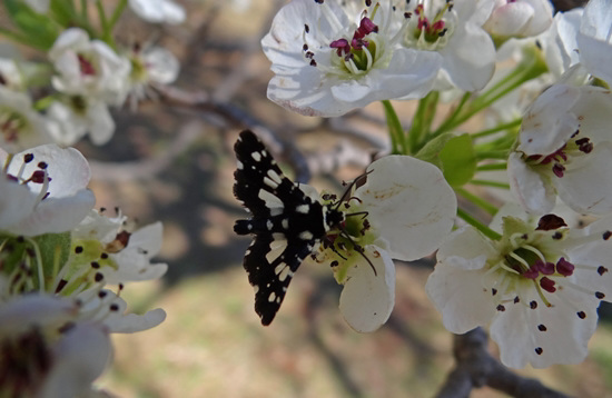 272 Mournful Thyris Moth on Bradford Pear blossom