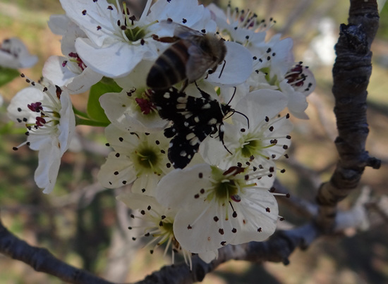 274 Mournful Thyris Moth on Bradford Pear blossom
