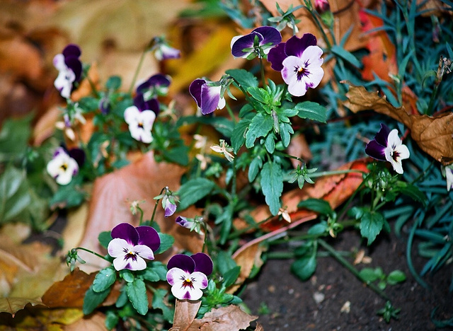 Viola cornuta hybride (2)