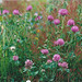 tréfle des champs- Trifolium pratense