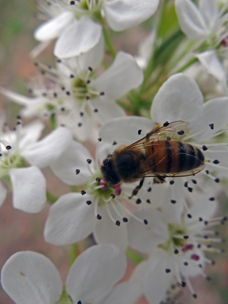 166 The Bee on the Bradford Pear blossom