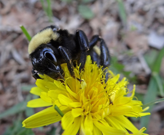 203 Bumble Bee on a Dandelion