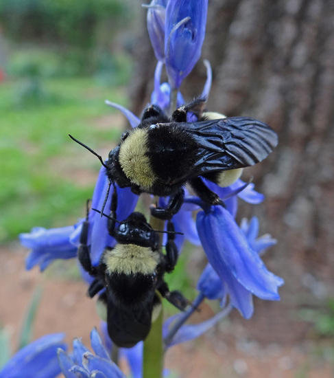 209 Bumble Bee on a Bluebell
