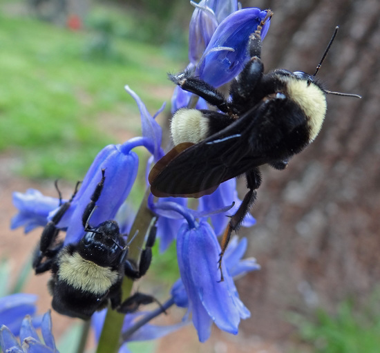 210 Bumble Bee on a Bluebell