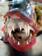 Grouper fish and its teeth