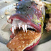 Grouper fish gets fed