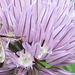 Biene auf Schnittlauchblüte - Detail