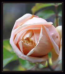 Dernière rose du jardin...
