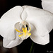 phaleonopsis