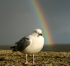 Rainbow at Lyme