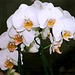 Phalaenopsis Fifi Katja